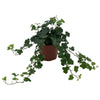 Hedera Helix 'Wonder' - Ø13cm - ↕cm