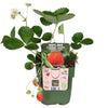 Fragaria x ananassa Delizzimo - Aardbei