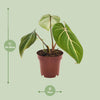 Philodendron Selloum Atom - Ø12cm - ↕25cm