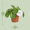 Pilea White Splash - Ø13cm - ↕20cm