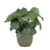 Calathea Orbifolia Ø21cm - ↕70cm in Boule OLIJF pot