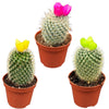 Cactus mix kunstbloemen- 8.5cmØ- 10-15cm- 3 stuks - geen