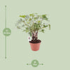 Philodendron Xanadu Op Stam - Ø17cm - ↕40cm