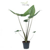 Alocasia Zebrina - Ø17cm - ↕70cm