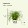 Cyperus Alternifolius (Kattengras) - 4 stuks - Ø12cm - ↕20cm