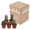 Cactus mix 5.5 cm - zonder pot bloeiend - 5x