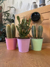 Cactus Palen Mix - 8.5cmØ- 15-20cm hoog - (3 Stuks) - Colored Zinc - Ø9.5 cm