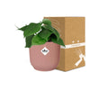 Philodendron Scandens in ELHO Vibes Fold 14cm roze