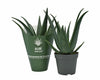 Aloe MEDIVERA® Equator - Ø14cm - ↕30cm