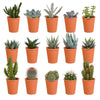 Cactus en vetplanten mix 5.5 cm | 15 stuks - in terracotta pot