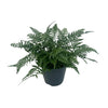 Polystichum Tsussimense 'Korean Rock Fern' 14cm (Buiten Varen, Garden Fern) - Ø14cm - ↕30cm