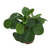 Pilea Peperomioides - Ø13cm - ↕20cm