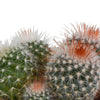 Bolcactus mix 8,5 cm | 3 stuks - in witte pot