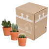 Cactus mix 10.5 cm - 3x - in terracotta pot