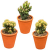 Cactus- Rotsen mix- 8.5cmØ- 13-17cm- 3 stuks - Terracotta