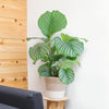 Calathea Orbifolia met Lissabon mand wit - 65cm - Ø19