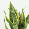 2x Sansevieria Laurentii - Vrouwentong - 40cm - ø14