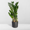 Zamioculcas Zamiifolia - Ø17cm - ↕70cm