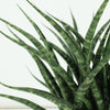 Sansevieria Fernwood Punk (Vrouwentong) - 2 stuks - Ø12cm - ↕30cm