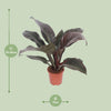 Philodendron Imperial Red - Ø17cm - ↕60cm