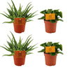 2x Aloe Spider + 2x Peperomia Obtipan Green - 4 stuks - Ø10.5cm - ↕10cm