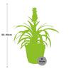 Ananas Mi Amigo in 14cm b.for rock living black