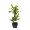 Dracaena Lemon Lime Ø21cm - ↕65cm in Boule ANTRACIET pot