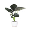 Alocasia Regal Shield Ø21cm - ↕100cm in Boule WIT pot