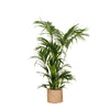 Kentia Palm Ø27cm ↕160cm in Albury NATURAL mand