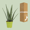 Aloe Vera - Ø15cm - ↕65cm