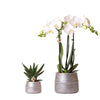 Kolibri Company - Planten set Groove zilver | Set met witte Phalaenopsis orchidee Amabilis Ø9cm en groene plant Succulent Aloe Brevifolia Ø6cm  | incl. zilver keramieken sierpotten