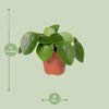 Pilea Peperomiodes - Pannekoekenplant - Ø12 - 20cm