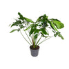 Philodendron Green Wonder - Ø24cm - ↕100cm