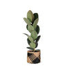 Ficus Elastica Robusta - Ø21cm - ↕90cm in Albury BLACK print mand