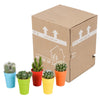 Cactus mix 5.5 cm - 5x - in gekleurde plasticpot