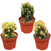 Cactus- Rotsen mix- 8.5cmØ- 13-17cm- 3 stuks - Geen