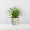 Cyperus Alternifolius Zumula Zonder Etiket in ELHO b.for rock 14 cm warm grey