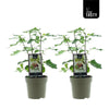 Ficus Precose De Dalmatie (15020) - 2 stuks - Ø15cm - ↕40cm