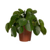 Pilea Peperomiodes - Pannekoekenplant - Ø15 - 25cm