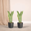 2x Sansevieria Laurentii - Vrouwentong - 40cm - ø14