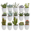 Cactus en vetplanten mix 5.5 cm | 15 stuks - in witte pot