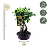 Ficus Microcarpa Ginseng - 30 cm - Ø17cm