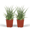 Sansevieria Fernwood Punk (Vrouwentong) - 2 stuks - Ø12cm - ↕30cm