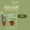 Cactus en succulenten mix- 5.5cmØ- 5-10cm hoog- 40 stuks