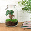 DIY terrarium - Jar - Ficus Ginseng bonsai - ↕ 28 cm - Rake + Shovel