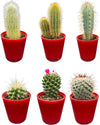 Cactus Mix - 6.5cmØ - 8-15cm hoog- (6 Stuks) - Red Glasses - Ø7.5 cm