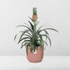 Ananas Mi Amigo in ELHO Vibes Fold 14cm roze