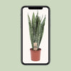 Sansevieria Zeylanica - Ø17cm - ↕70cm