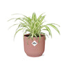 Chlorophytum Comosum Variegatum in ELHO Vibes Fold 14cm roze