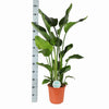 Strelitzia Nicolai Ø24cm ↕120cm in Boule ANTRACIET pot